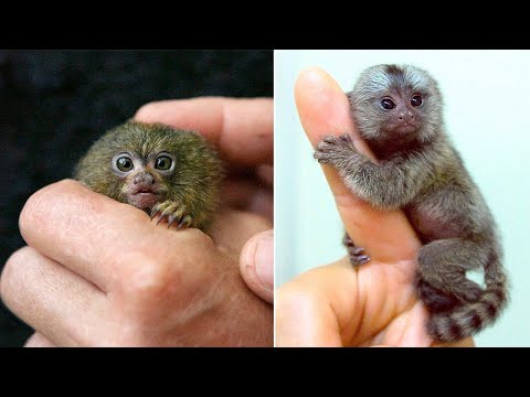 15 Smallest Animals in the World