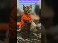 Cat S Most Emotional Journey Most Emotional Video Ytshorts Shorts Music Shortvideo Cat S Most Emotional Journey Most Emotional Video Ytshorts Shorts Music Shortvideo