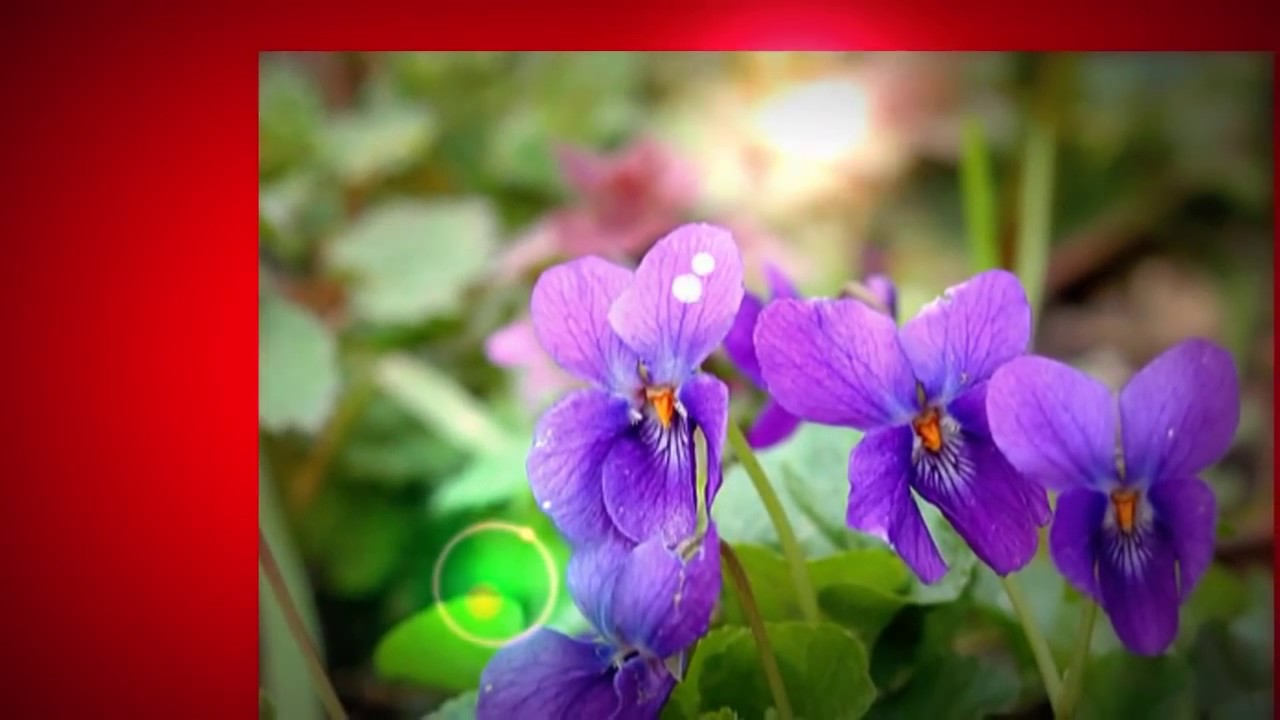 Szécsi Pál - Mint a violák (Szélesvász..)+ Visszhang - YouTube