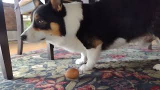 Scooter tries to crush an egg