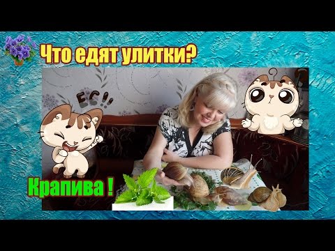 Что едят улитки ахатины из зелени в домашних условиях? Крапива