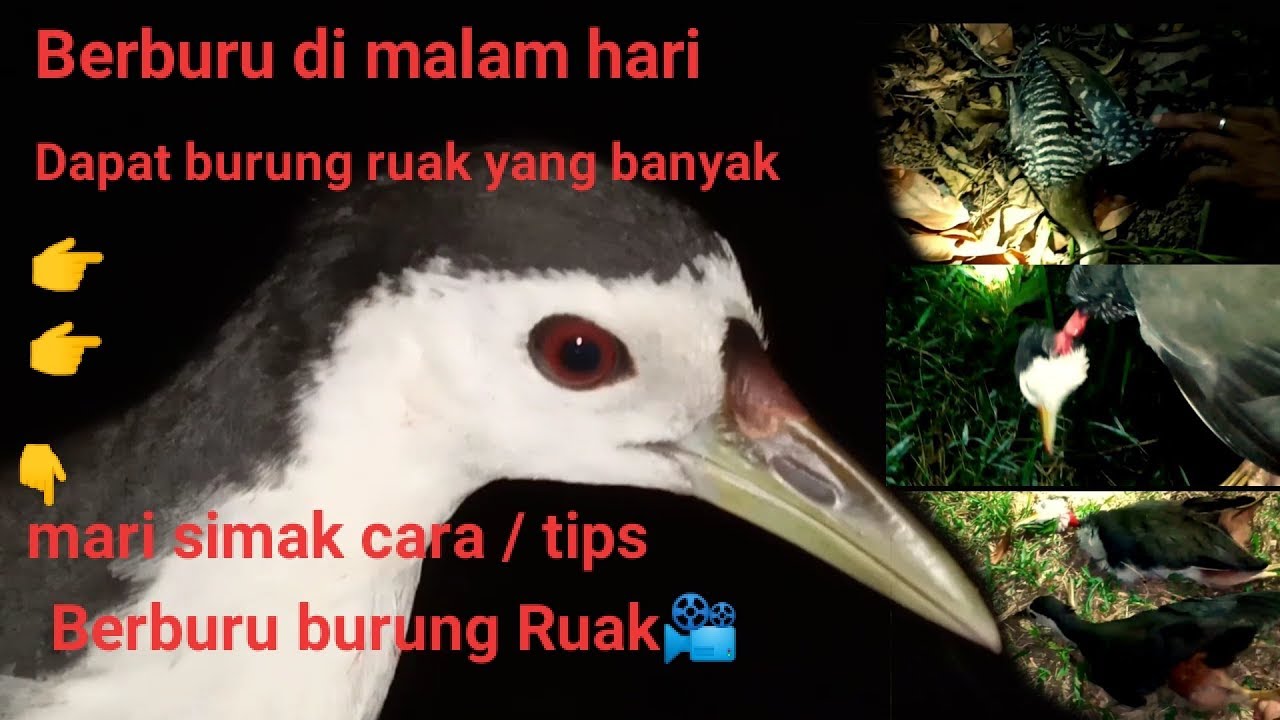Cara berburu burung ruak-ruak di malam hari, dapat banyak 
