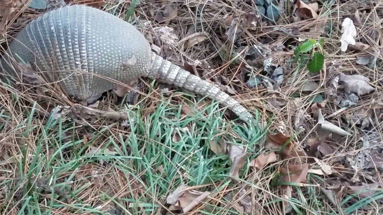 Armadillo by morning YouTube