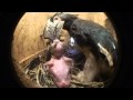 Captive breeding of Bycanistes Bucinator in Mallorca Female feeding her chick