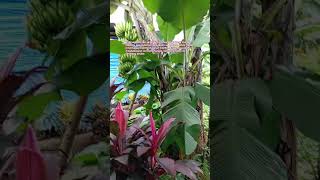 Buhay Probinsya #nature #relaxing #buhaybukid #trending #shorts