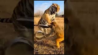 Monkey Strikes Tiger With Metal Plate