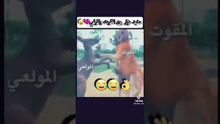 وضه المقوتي ولاملعي