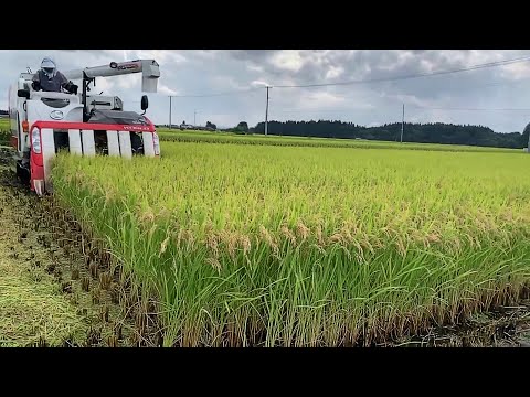 Video: Kan du tjene penger på å dyrke ris?