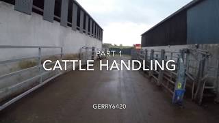 Cattle handling