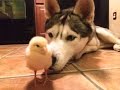 Husky and Baby Chick!? (Best Friends!)