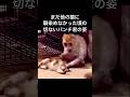 まだ他の猿に馴染めなかった頃の切ないパンチ君の姿
