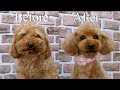 ToyPoodle Grooming Before afterトイプードルトリミングすっきりビフォーアフター