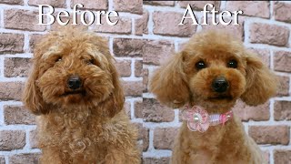ToyPoodle Grooming Before afterトイプードルトリミングすっきりビフォーアフター