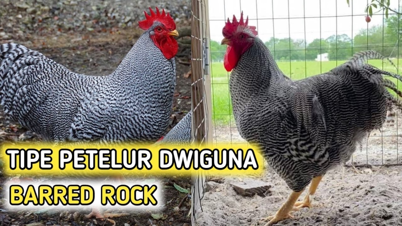 PETERNAK RUMAHAN // Pilih white Leghorn Atau Barred Rock ?