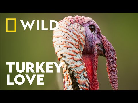 How the Male Turkey Finds Love | Underdogs | National Geographic WILD UK