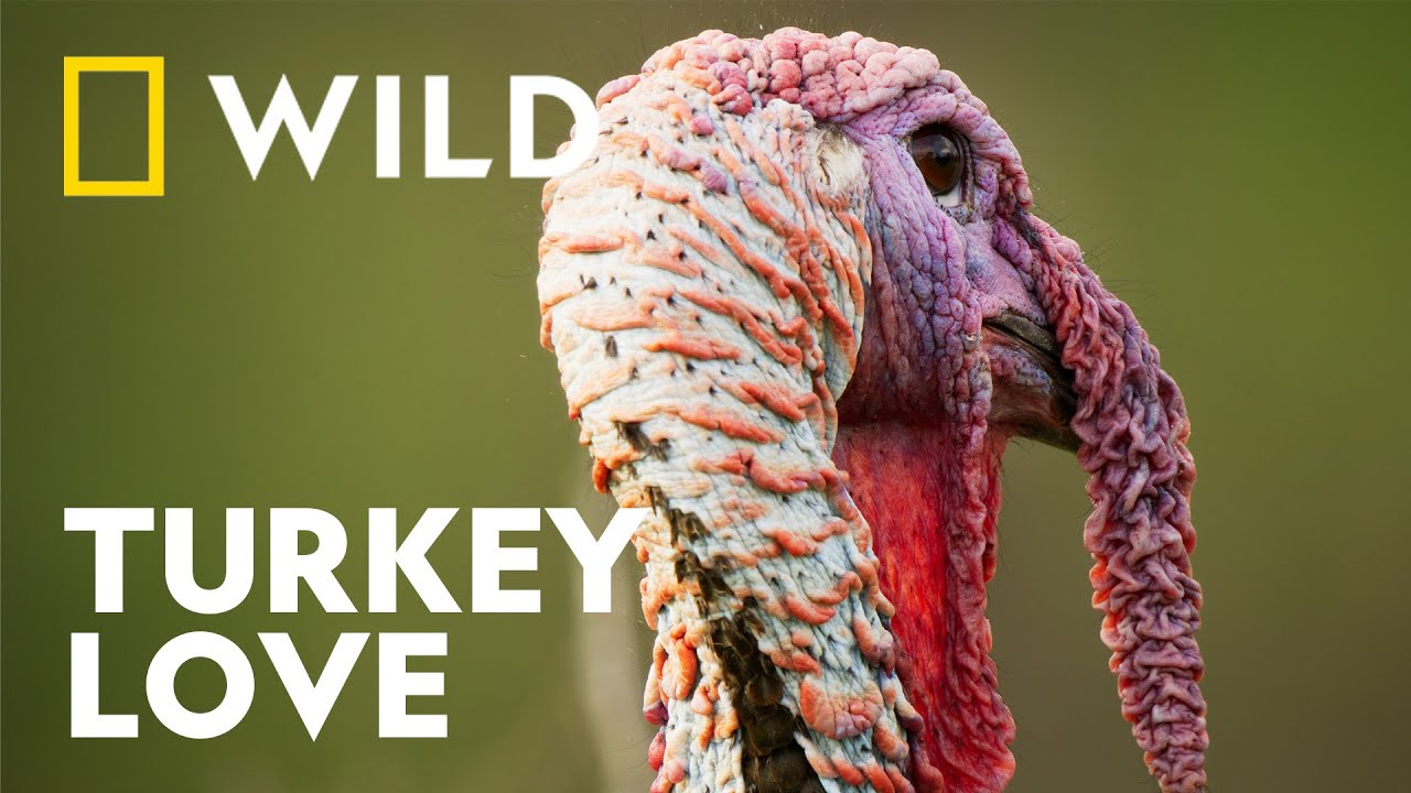 How the Male Turkey Finds Love | Underdogs | National Geographic WILD UK
