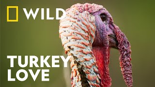 How The Male Turkey Finds Love Underdogs National Geographic Wild Uk