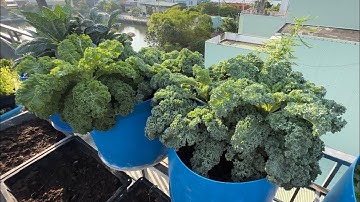 Cách Trồng Cải Xoăn Kale  Và Cách Phòng Sâu Bệnh