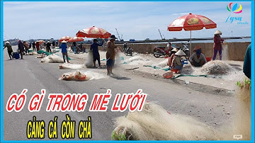 Có Gì Trong Mẻ Lưới Của Ngư Dân Cảng Cá Cồn Chà Phan Thiết Bình Thuận