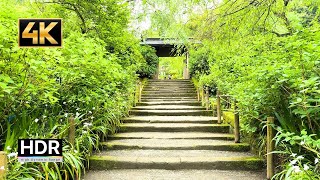 4K Japan Walk | Meigetsuin Temple Kamakura | 4K HDR