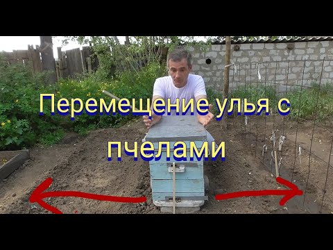 Перемещение улья с пчелами на приусадебном участке с одного места на другое.