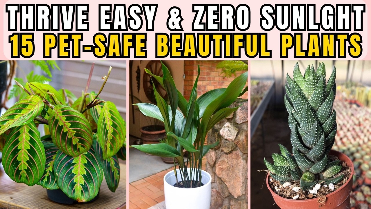15 Beautiful Pet-Safe Indoor Plants & Thrive With Zero Sunlight and Grow Easily Indoors at Home