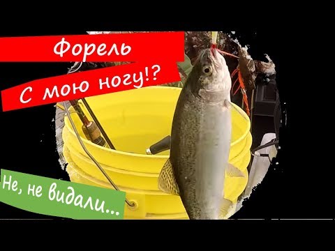 Вызов, клюнет ли форель в межсезонье? Окунулись в зиму в середине сентября.