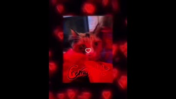 Messages from the stars//edit {starring my cat,Lucky}