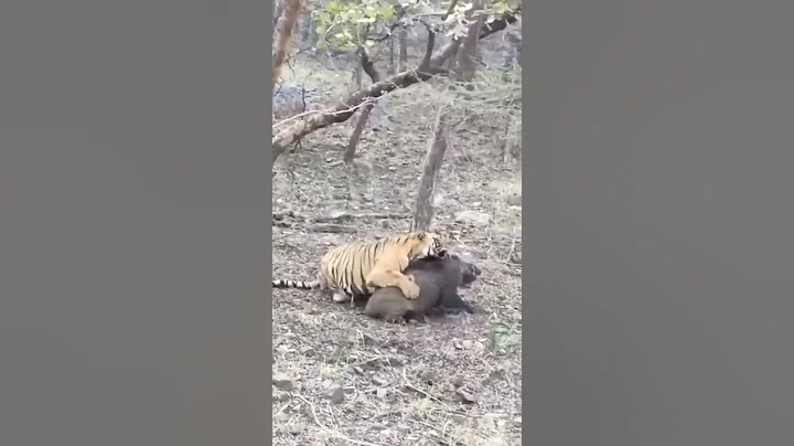 Tigress Noor Hunted a Wild Boar in a Thrilling Manner in Ranthambore National Park