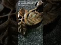 Красивый цветок на гранитном памятнике