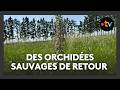 Des orchidées sauvages réapparaissent en Beauce grâce… à la chaleur ?