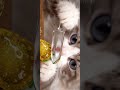 🐱🍓🍉🐾 Adorable Cat Loves Fruit Cutting | AI Generated Art Short