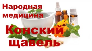 Конский щавель Авелук Польза и вред