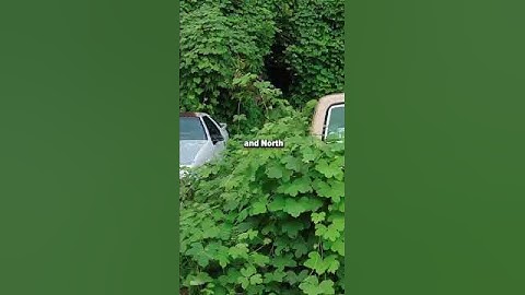 Kudzu Vine Removal Why This Invasive Plant Battle Went Viral