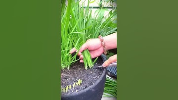 super sharp! the right tool for harvesting chives in small pots #shorts