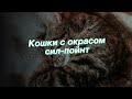 Кошки с окрасом сил-пойнт