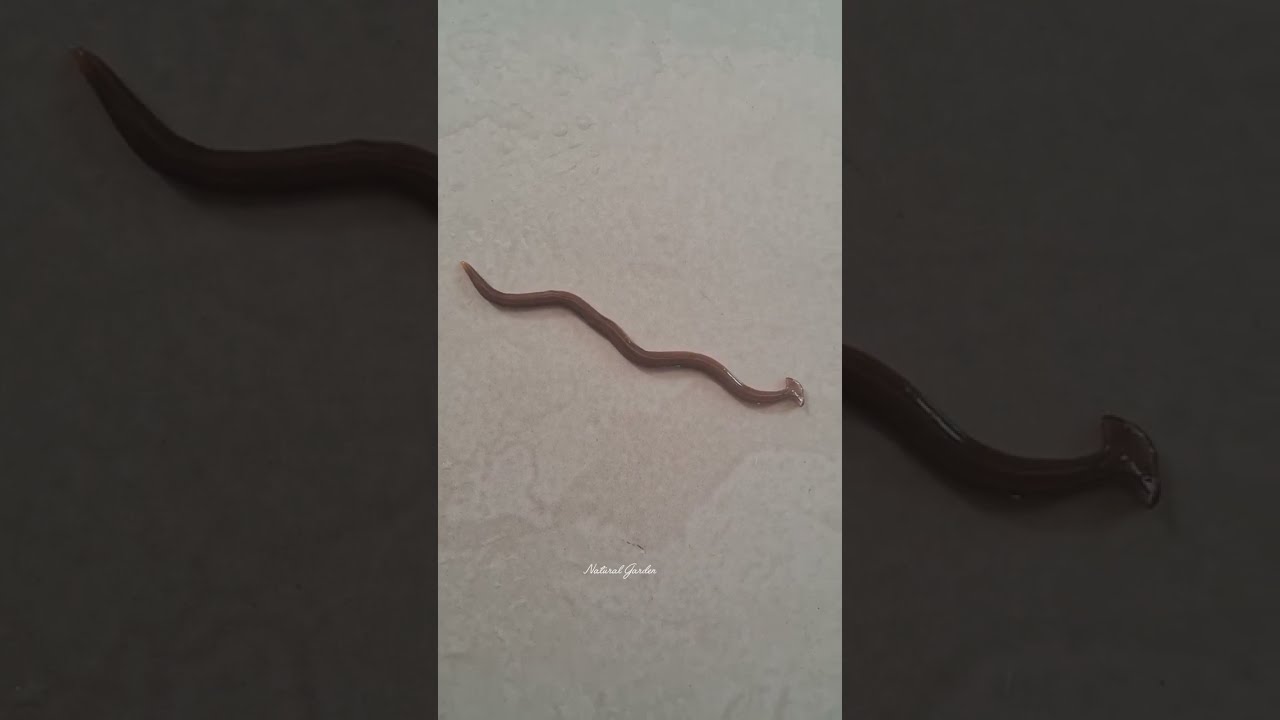 Hammerhead Worm Video 