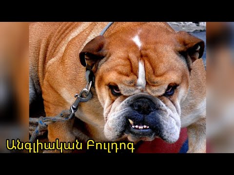 Անգլիական Բուլդոգ - Английский бульдог - English bulldog