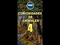 Curiosidades de animales 4 #Shorts #animales #curiosidades #cosasquenosabias #fauna #reinoanimal