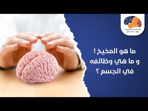 ما هو المخيخ و ما هي وظائفه في الجسم