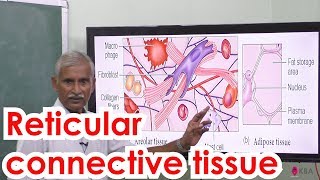 12.Zoology | Tissue level Organisation | Reticular connective tissue