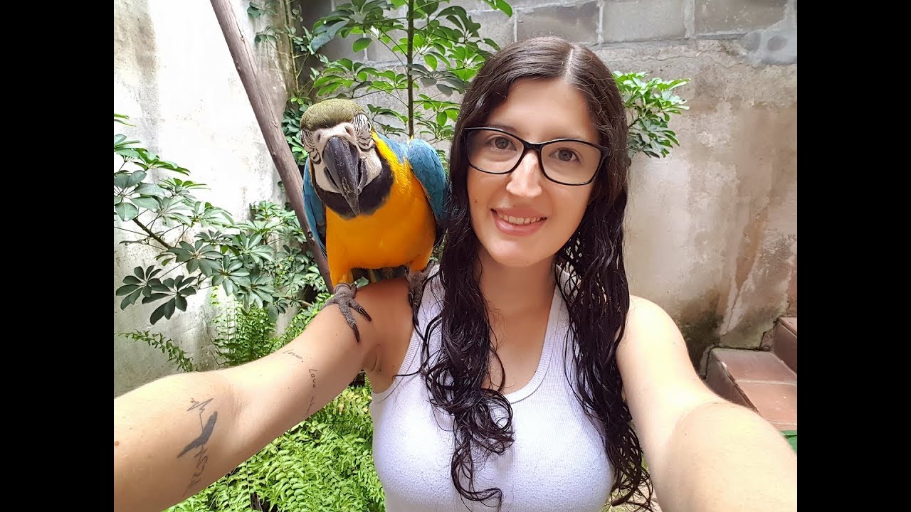 Arara Canindé, comportamento de macho e fêmea - UDP