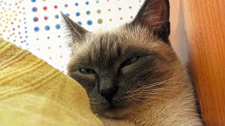 Sleepy Cat in 4K Close Look at Cat's eyes by CAT for ALL 144 views 3 years ago 3 minutes, 13 seconds