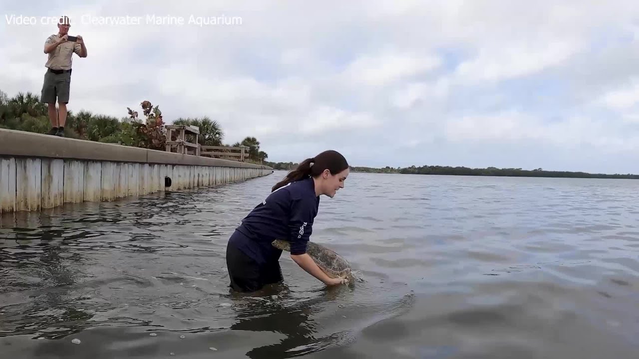 Rehabilitated sea turtles released into wild - YouTube