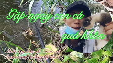 Câu cá lóc - bầy lòng ròng nhấp vịt nhỏ không dính thay vịt lớn lụm liền / fishing by duck