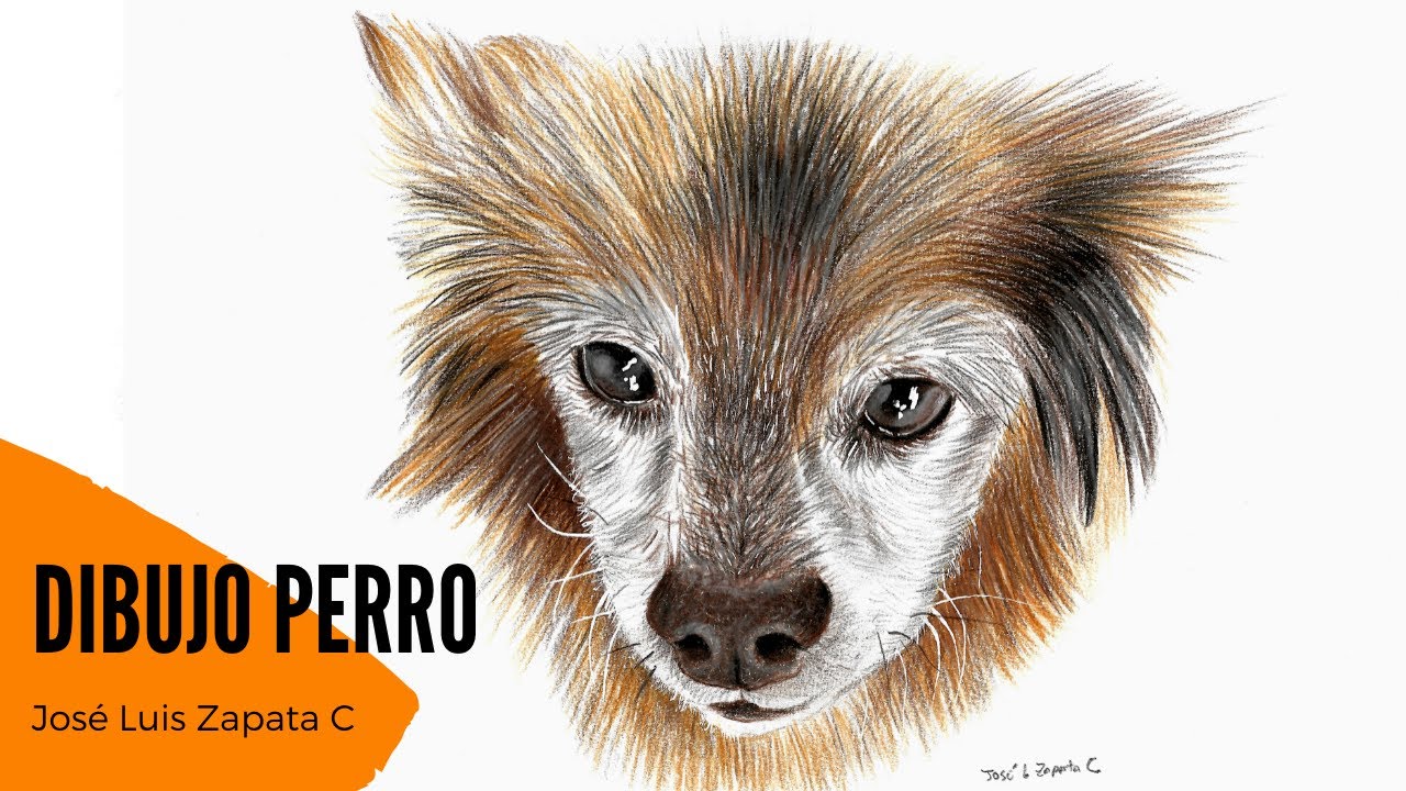 Como dibujo un perro realista - Drawing a pencil dog 🐶🐾 | - YouTube