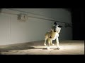 Stop motion Wolf Puppet