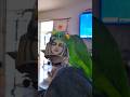 Parrot ignores expensive fancy toys for this.... #parrot #birds #pets