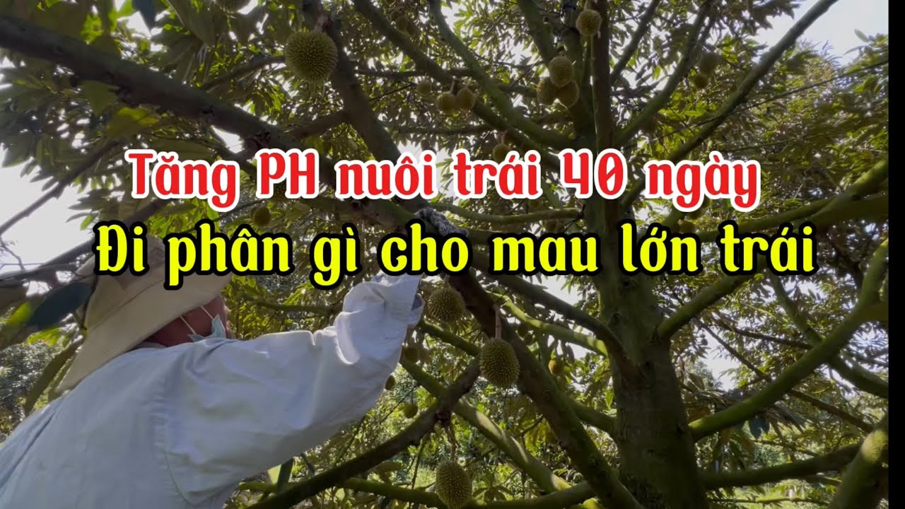 Tăng pH nuôi trái 40 ngày? Đi phân gì cho mau lớn trái.