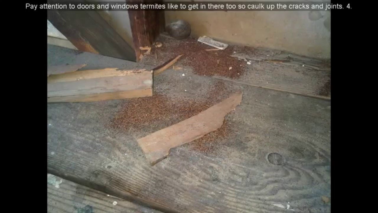 ** What Do Termite Droppings Look Like Pictures **